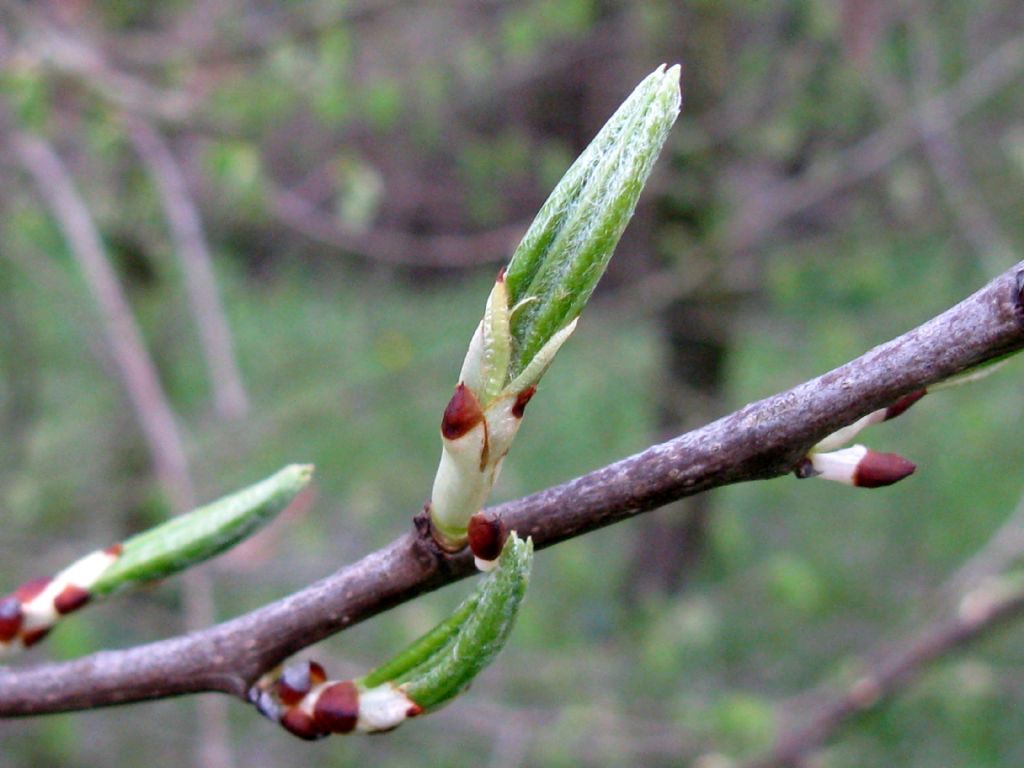 Pyrus communis / Pero domestico