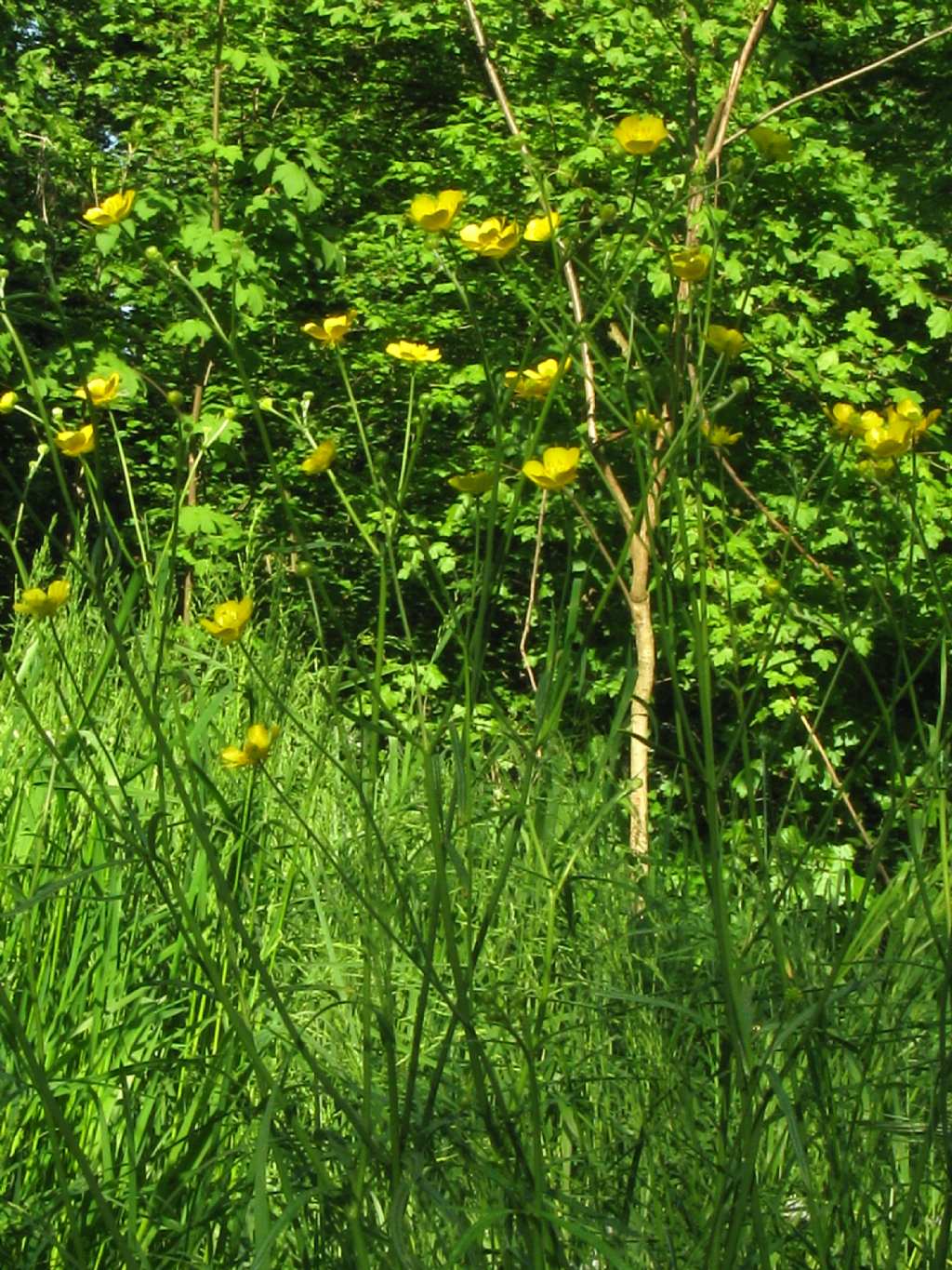 Ranunclus acris