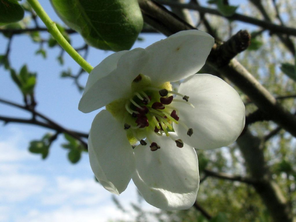 Pyrus communis / Pero domestico