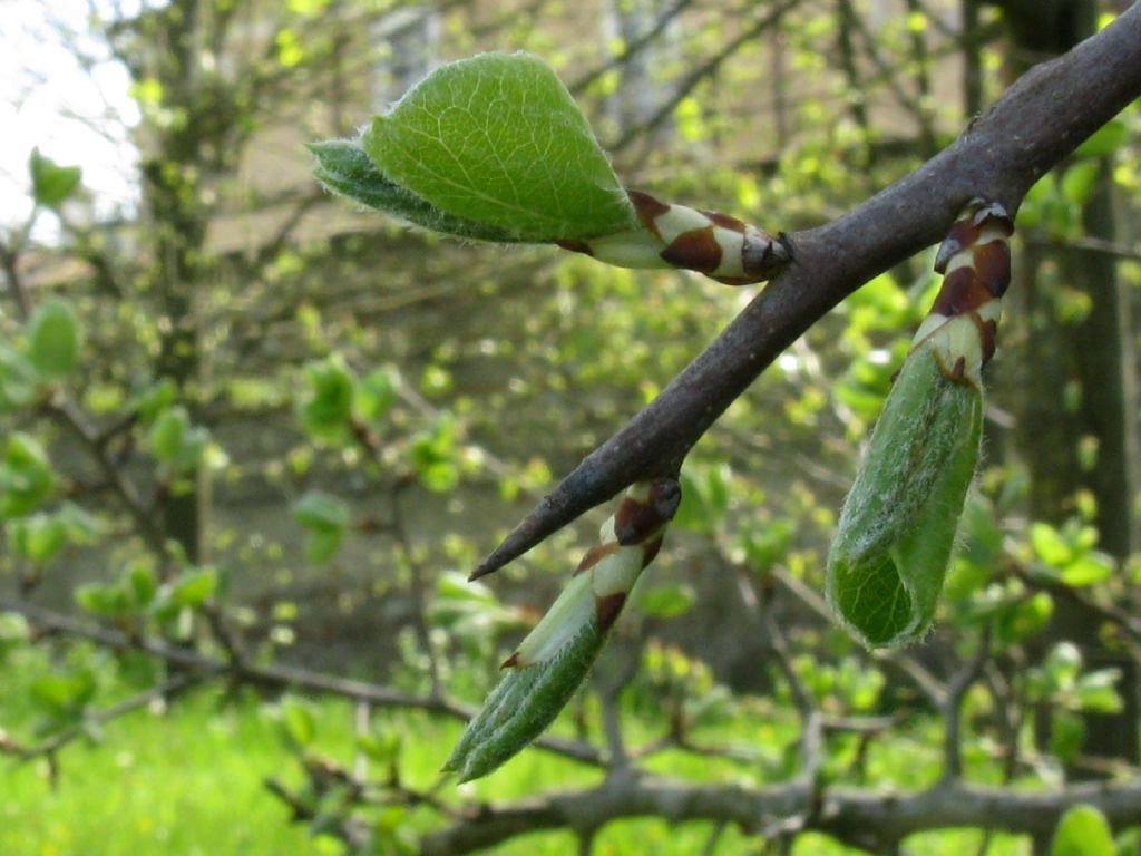 Pyrus communis / Pero domestico