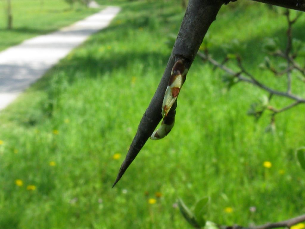 Pyrus communis / Pero domestico