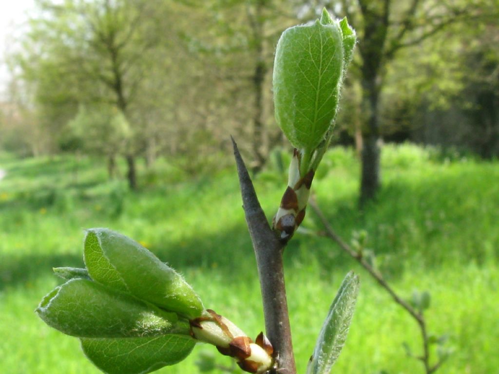 Pyrus communis / Pero domestico