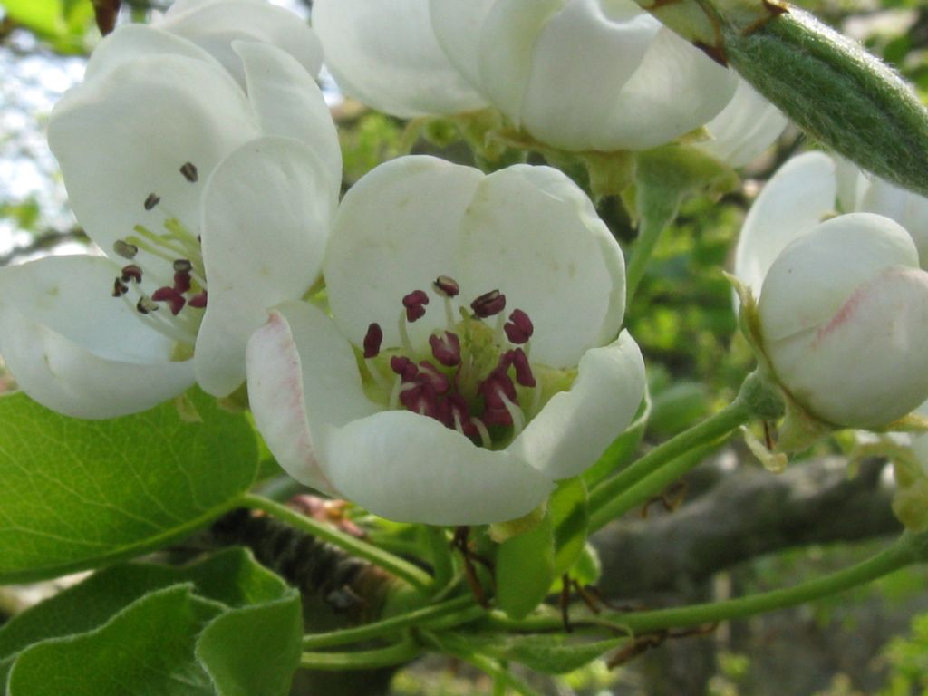 Pyrus communis / Pero domestico