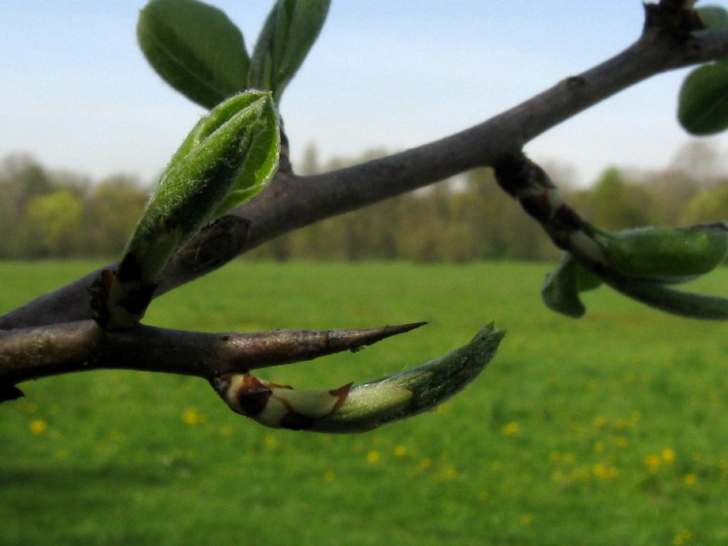 Pyrus communis / Pero domestico