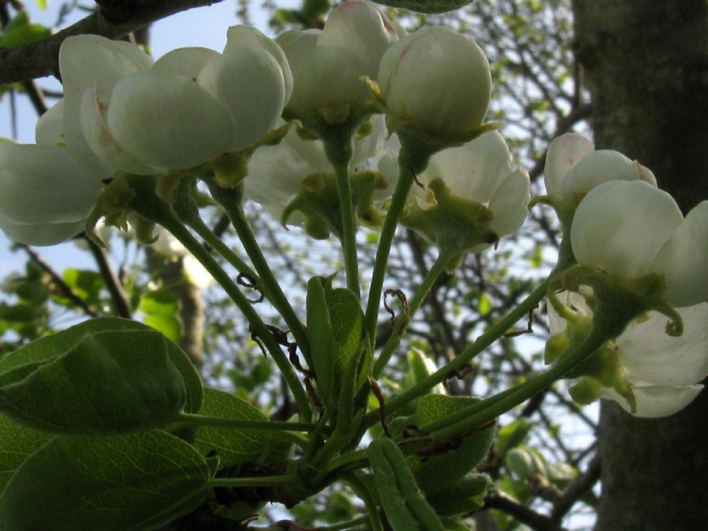 Pyrus communis / Pero domestico