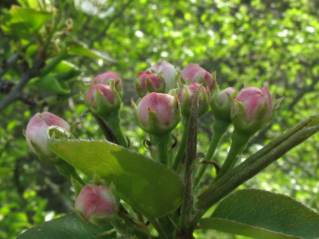 Pyrus communis / Pero domestico