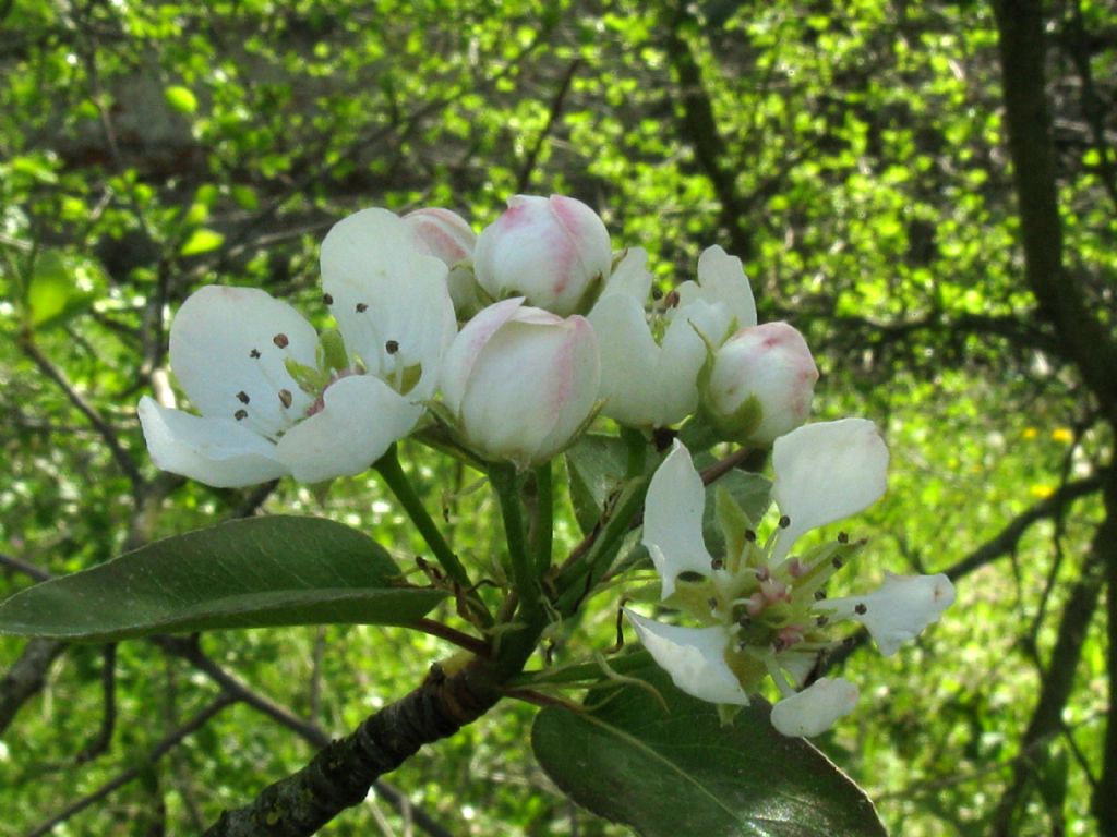 Pyrus communis / Pero domestico