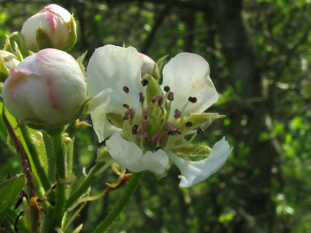 Pyrus communis / Pero domestico