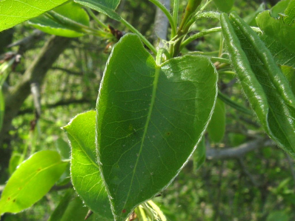 Pyrus communis / Pero domestico