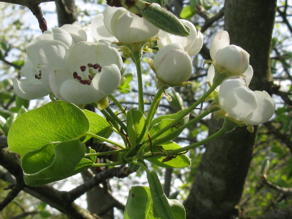 Pyrus communis / Pero domestico