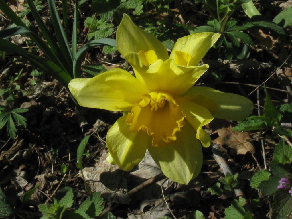 Narciso,s�,ma...