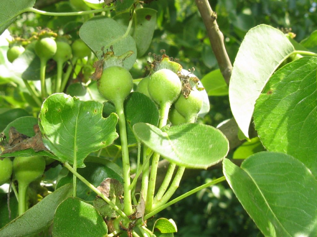 Pyrus communis / Pero domestico