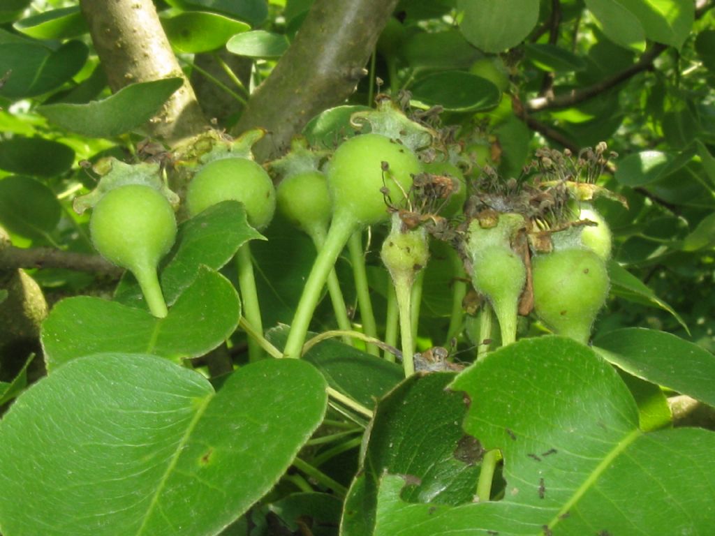 Pyrus communis / Pero domestico