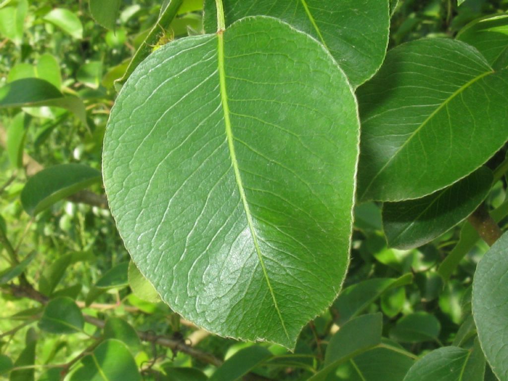 Pyrus communis / Pero domestico