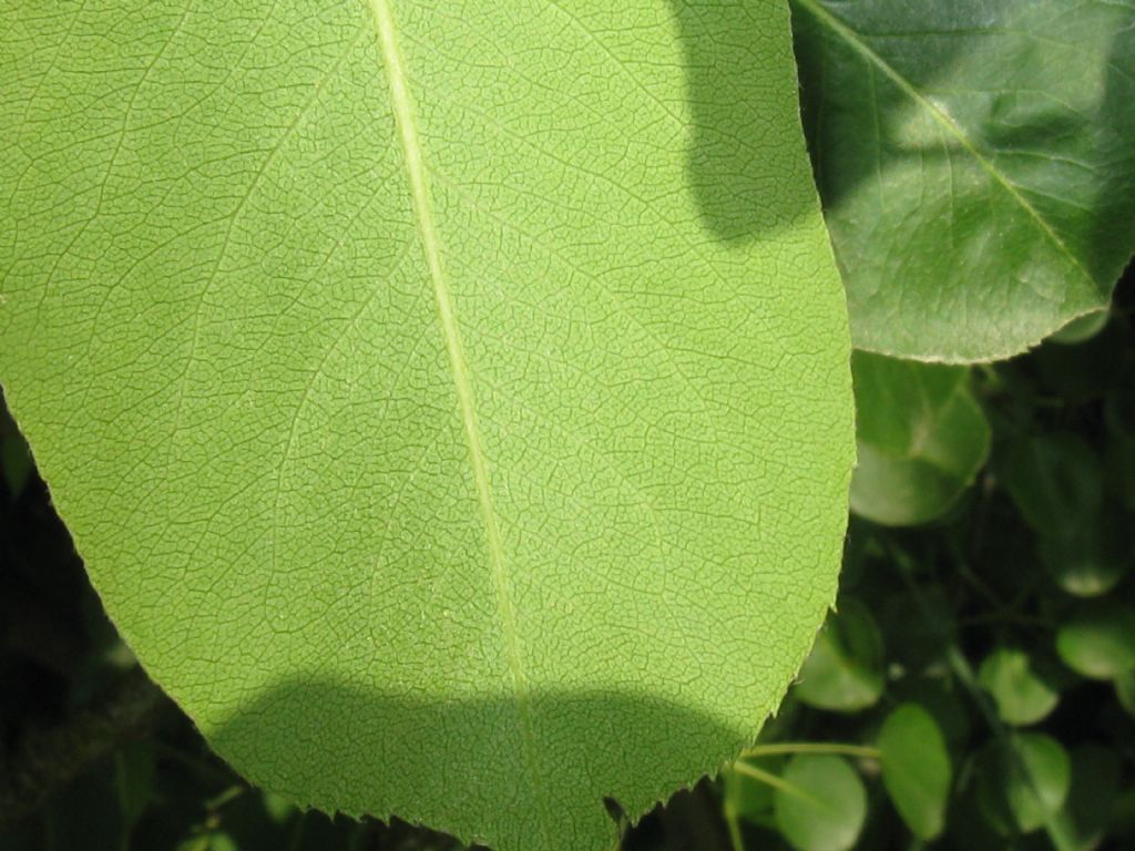 Pyrus communis / Pero domestico