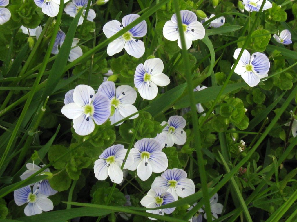Veronica gr. agrestis (cfr. Veronica persica)
