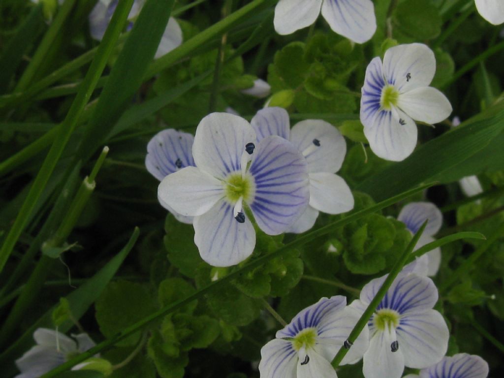 Veronica gr. agrestis (cfr. Veronica persica)