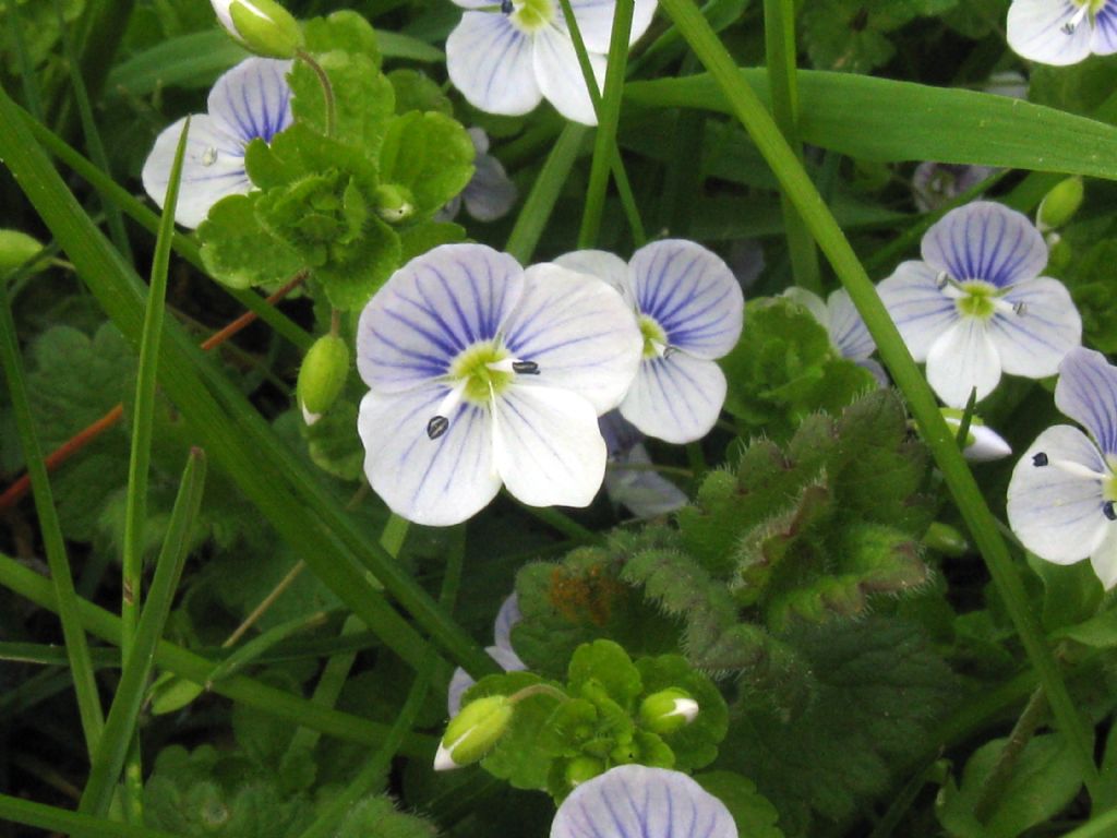 Veronica gr. agrestis (cfr. Veronica persica)