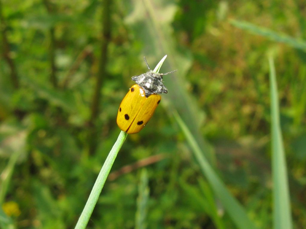 Lachnaia italica? S.