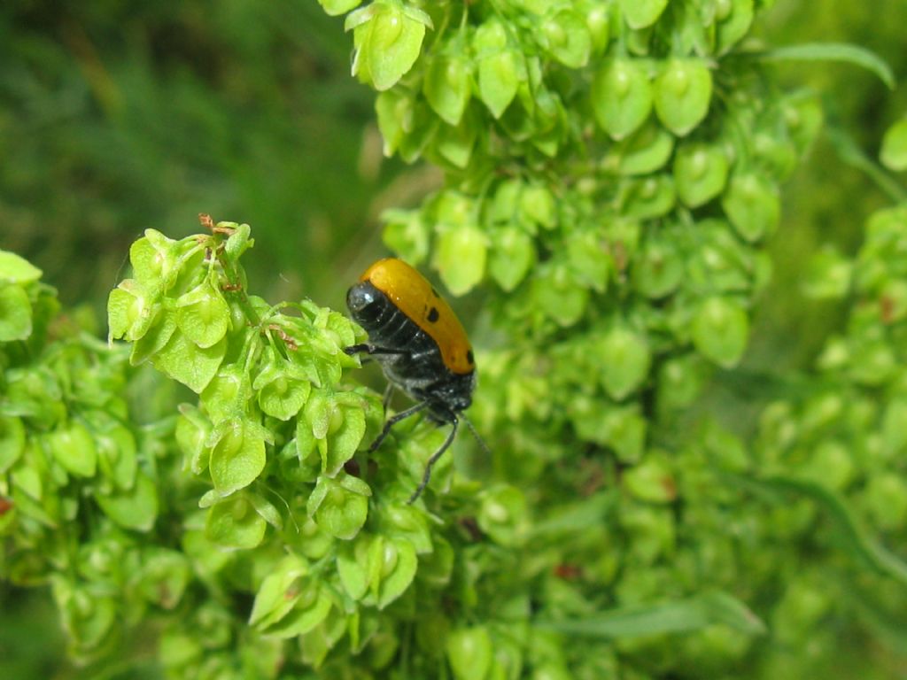 Lachnaia italica? S.