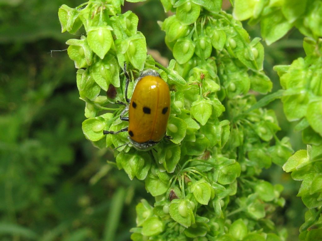 Lachnaia italica? S.