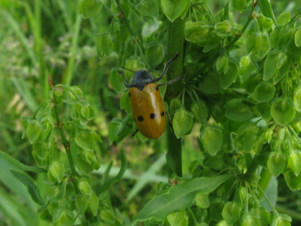 Lachnaia italica? S.