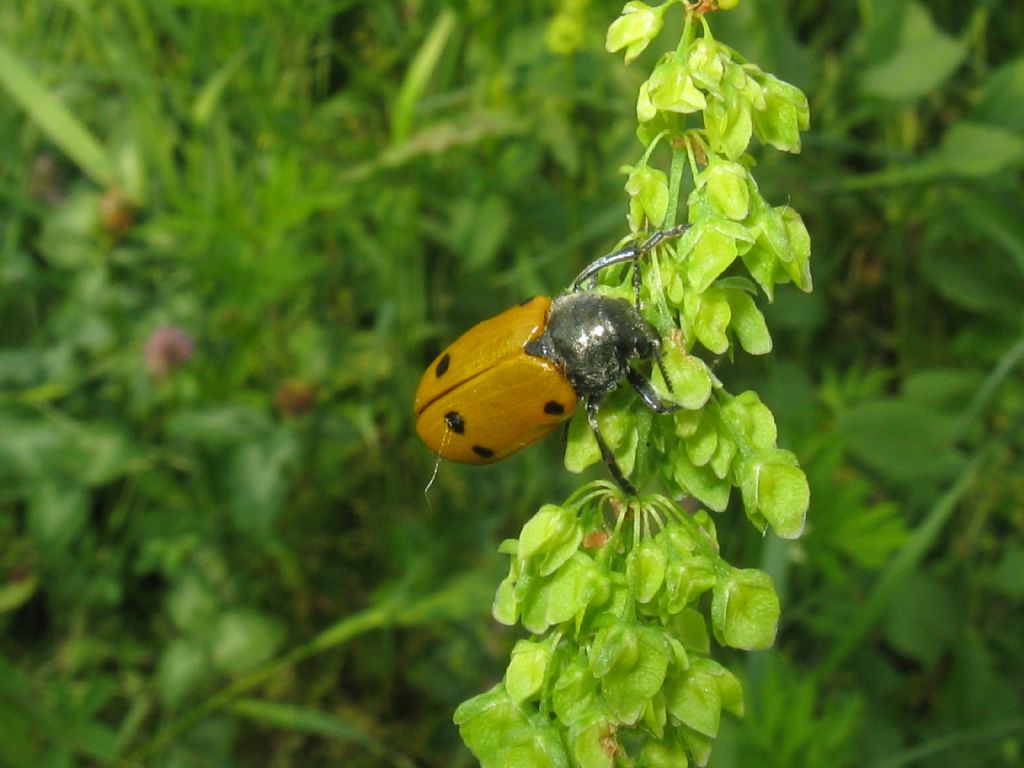 Lachnaia italica? S.