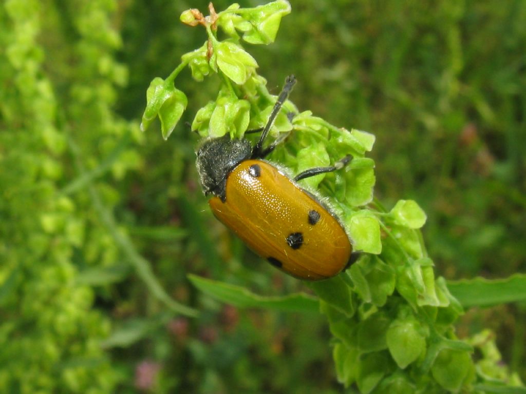 Lachnaia italica? S.