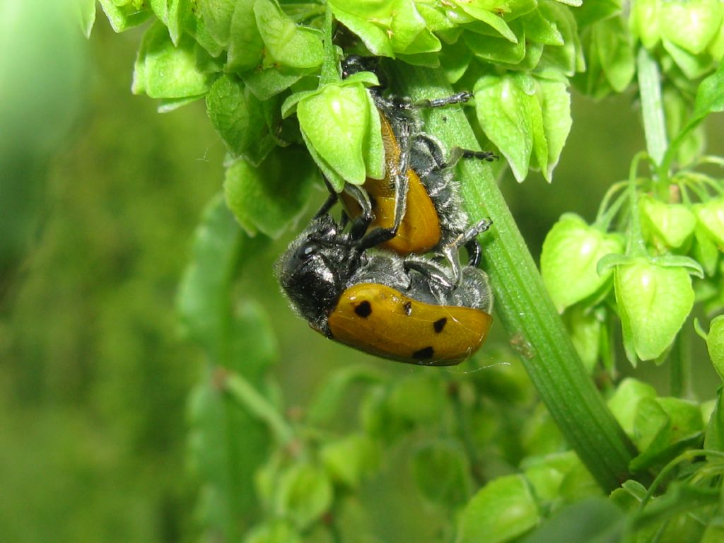 Lachnaia italica? S.