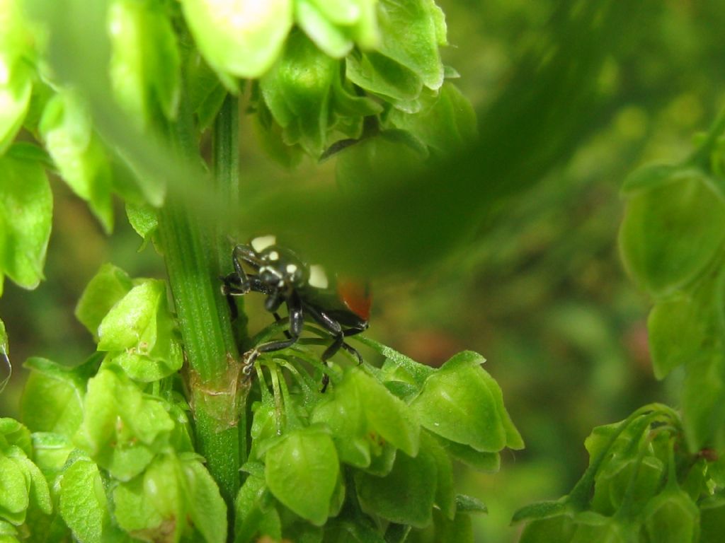 Quale insetto?  Coccinellidae: Coccinella septempunctata  (cfr.)