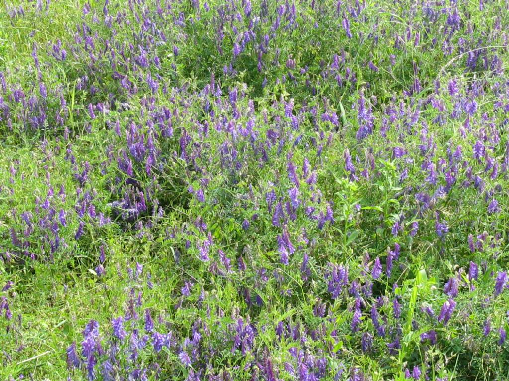 Vicia sp., di varie specie (Fabaceae)