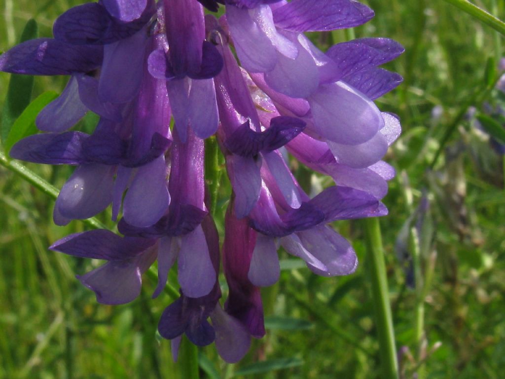 Vicia sp., di varie specie (Fabaceae)