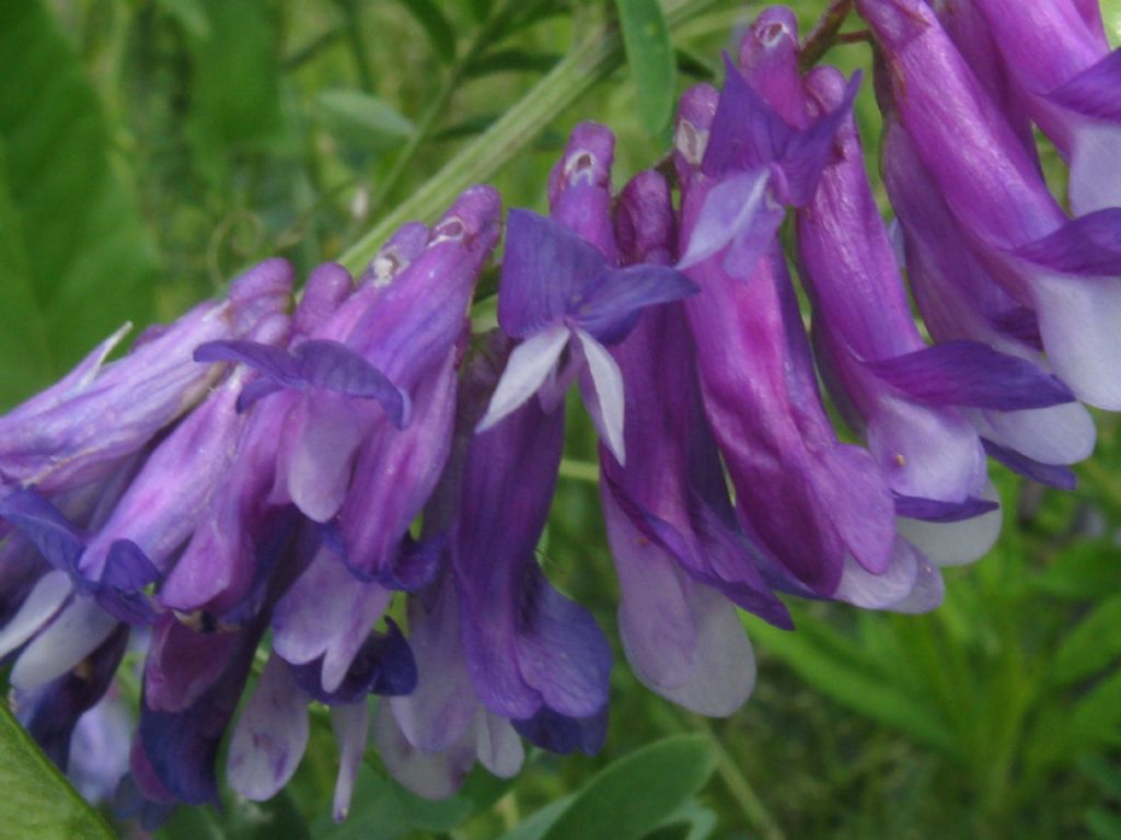 Vicia sp., di varie specie (Fabaceae)