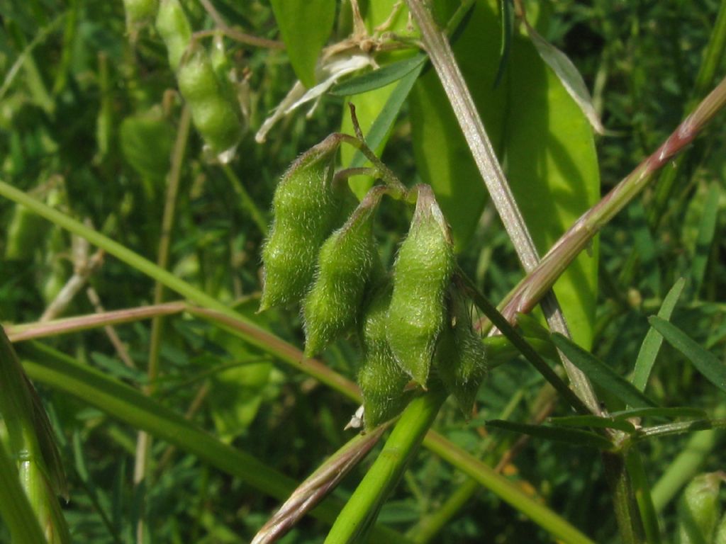 Vicia sp., di varie specie (Fabaceae)