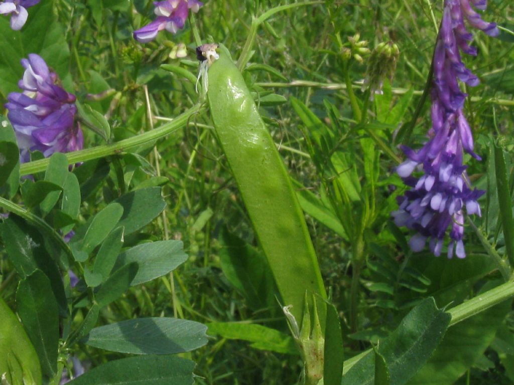 Vicia sp., di varie specie (Fabaceae)