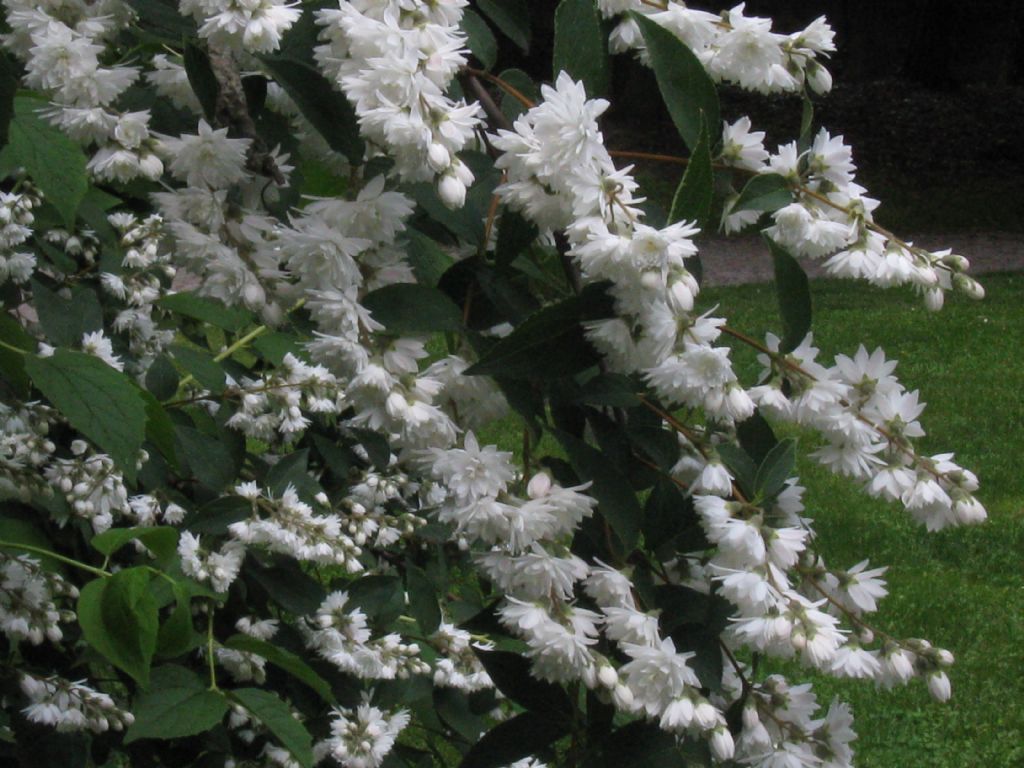 E'' un Filadelfio?   No, Deutzia scabra cv. (Hydrangeaceae)