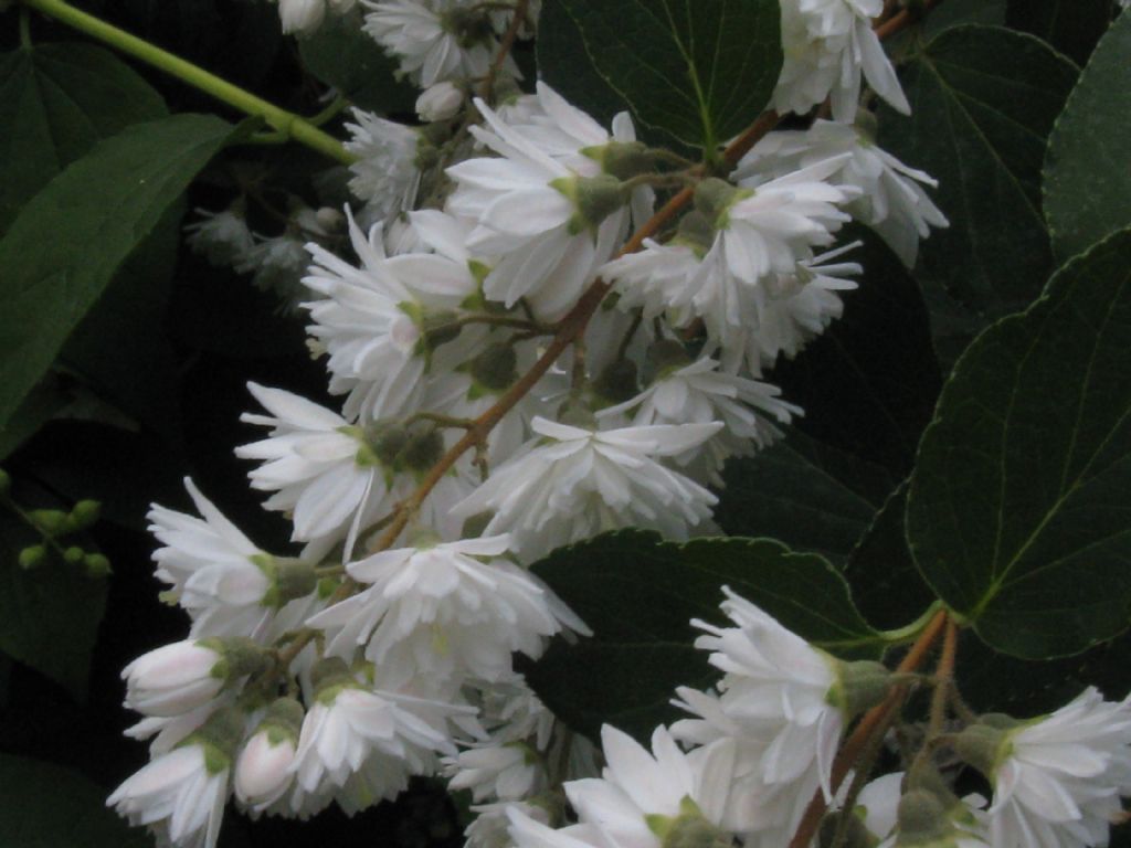 E'' un Filadelfio?   No, Deutzia scabra cv. (Hydrangeaceae)