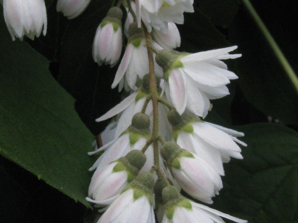 E'' un Filadelfio?   No, Deutzia scabra cv. (Hydrangeaceae)