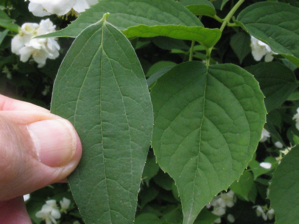 E'' un Filadelfio?  S, Philadelphus coronarius