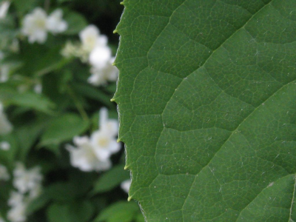 E'' un Filadelfio?  S, Philadelphus coronarius