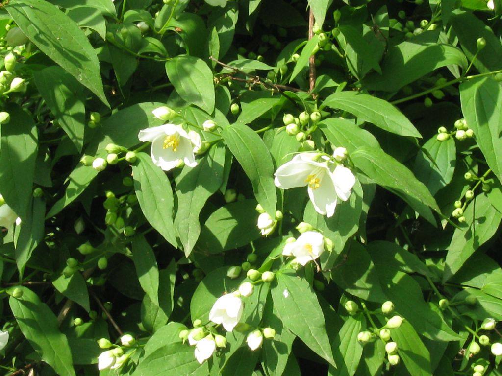 E'' un Filadelfio?  S, Philadelphus coronarius