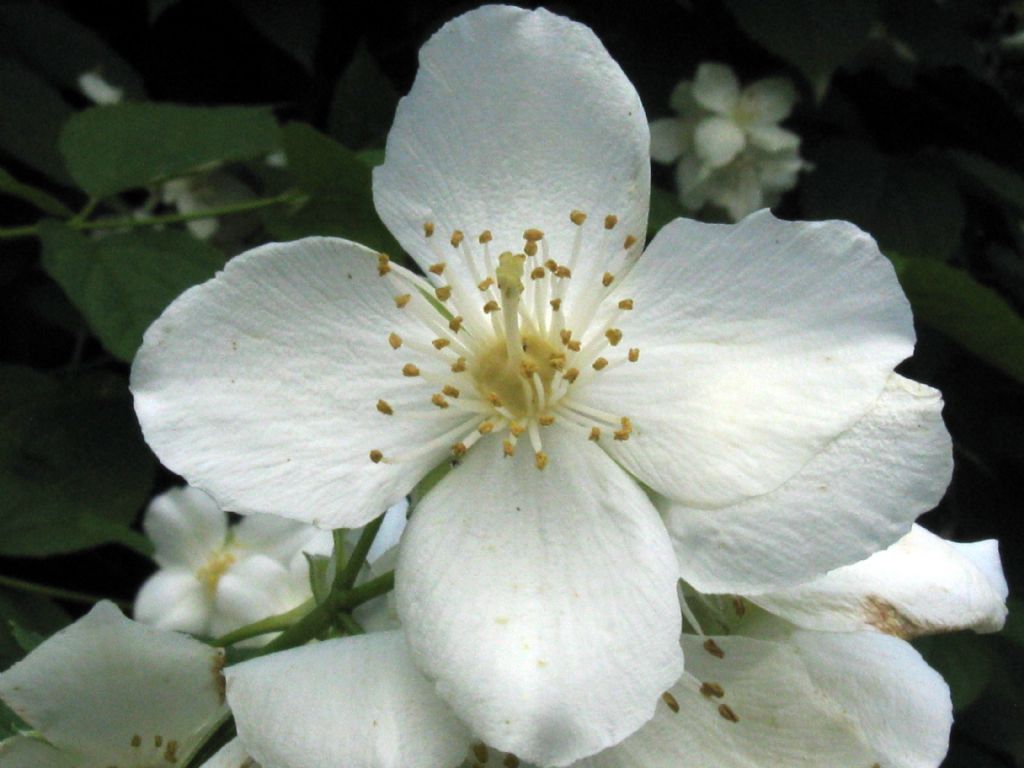 E'' un Filadelfio?  S, Philadelphus coronarius