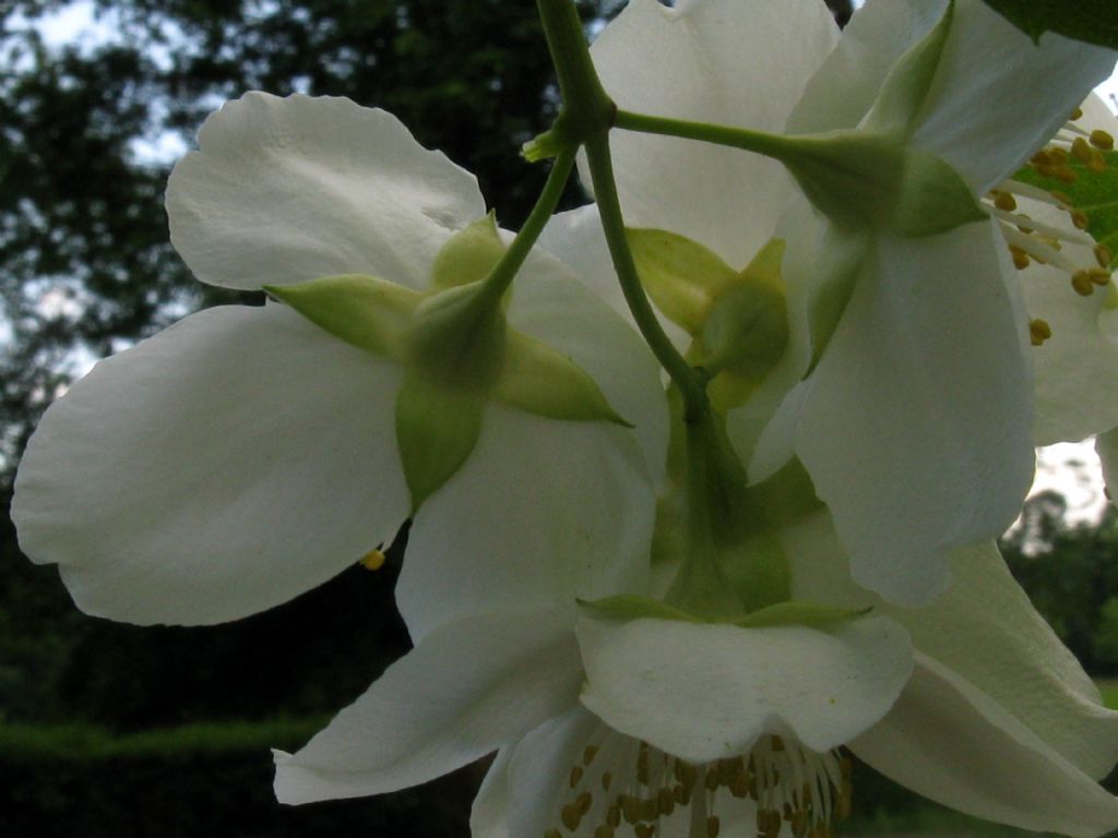 E'' un Filadelfio?  S, Philadelphus coronarius