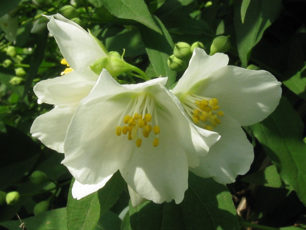 E'' un Filadelfio?  S, Philadelphus coronarius