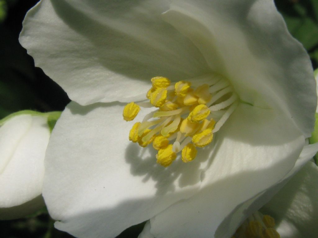 E'' un Filadelfio?  S, Philadelphus coronarius