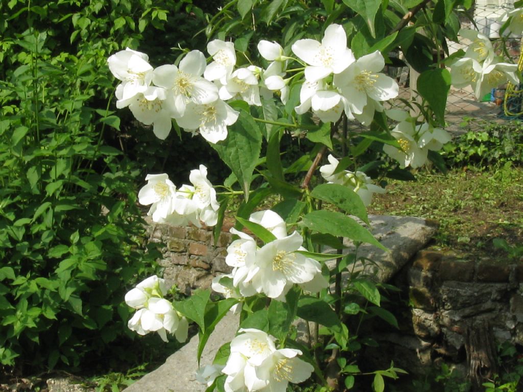 E'' un Filadelfio?  S, Philadelphus coronarius