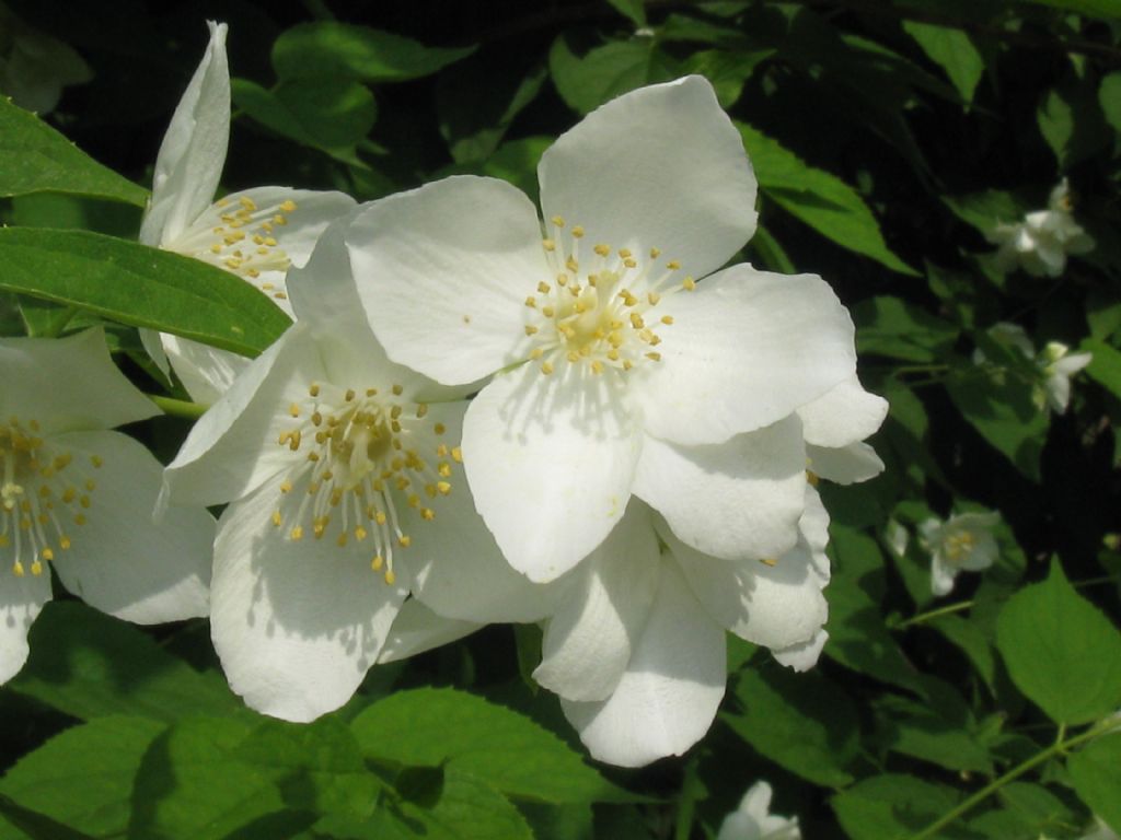 E'' un Filadelfio?  S, Philadelphus coronarius