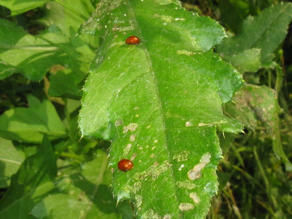 Chrysomelidae: Sphaeroderma sp.