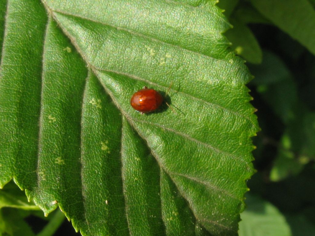 Chrysomelidae: Sphaeroderma sp.