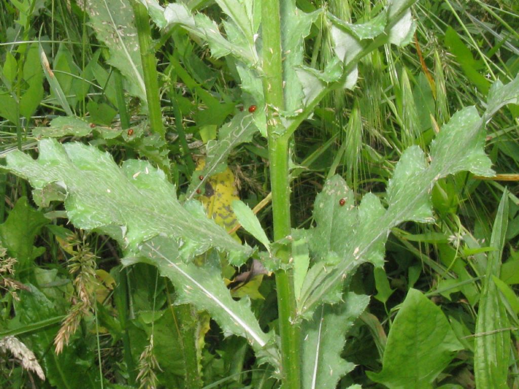 Cirsium arvense